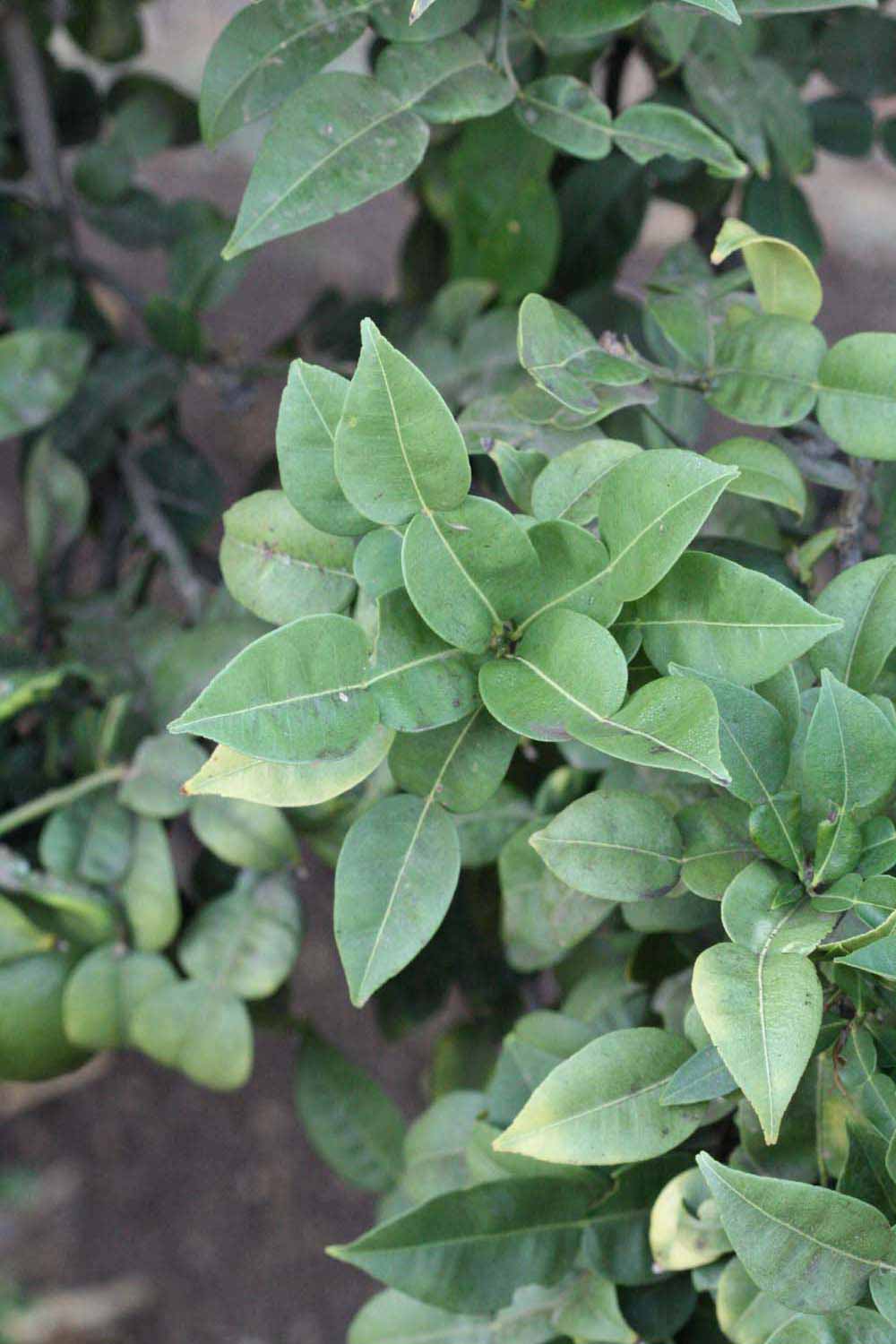              Shade leaves (Riverside, CA)       